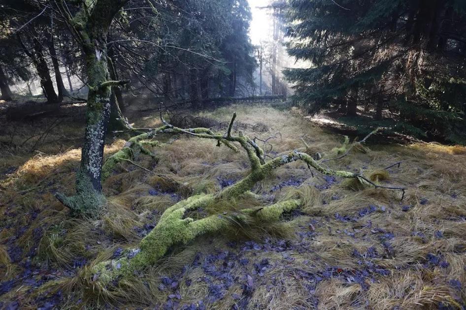 Wellness Pension Iveta Žacléř Esterno foto