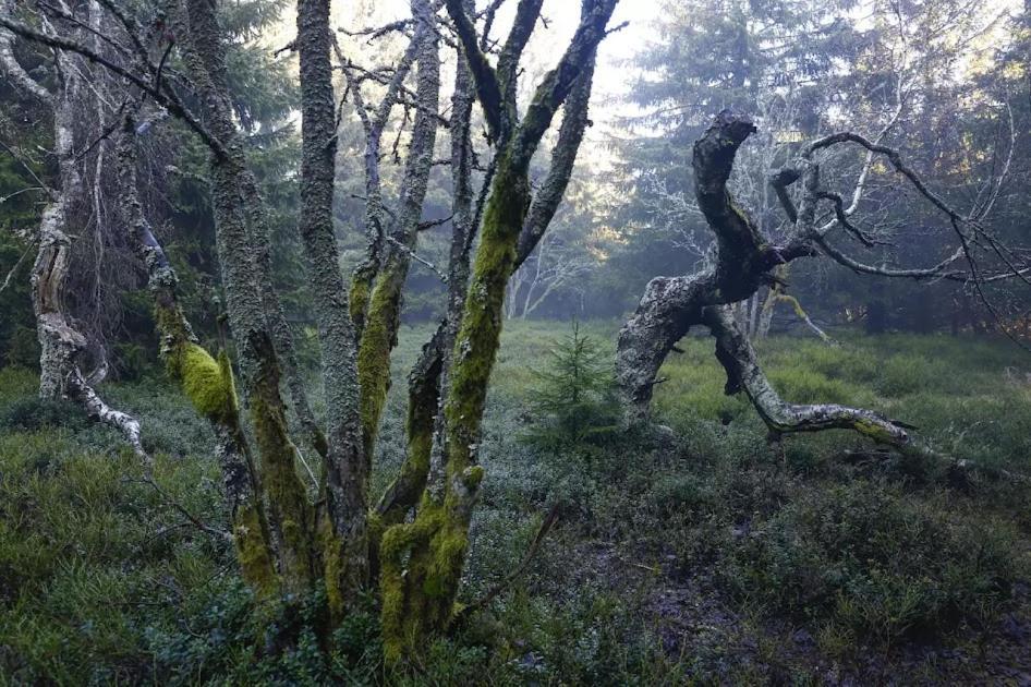 Wellness Pension Iveta Žacléř Esterno foto